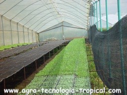 Producción de plantulas de flores y hortalizas en invernaderos y bandejas